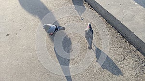 Pigeons on concrete floor in Kadikoy seaside photo